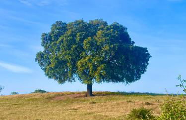 Monte da Aferrada - Casas do Monte - Foto 7