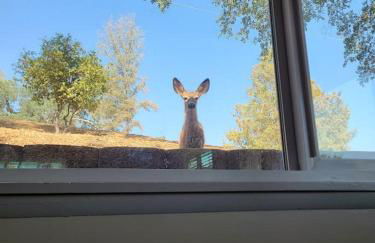 Yosemite Gateway Cottage - King Suite - Mountain Views - Foto 51