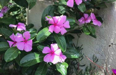 Cegonha Villa powered by Cegonha Resort- Private swimming pool & air con - Foto 30