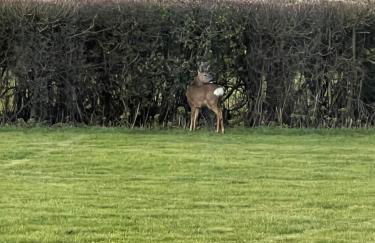 Bluebell Farm - Foto 18