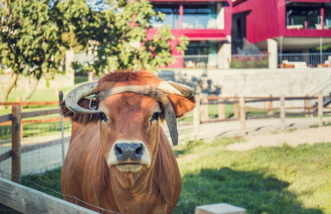 Quintãs Farm Houses - Foto 38