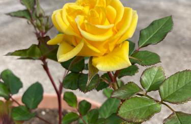 Villa Lesina Casa Vacanze - Foto 14