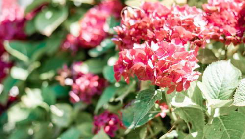 Havre de Paix à Pors Carn à 7 mins à pied de la plage - Foto 5, Garden, Garden view