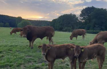 Ferienwohnung Waldrand am Niederrhein Holtwick - Foto 29