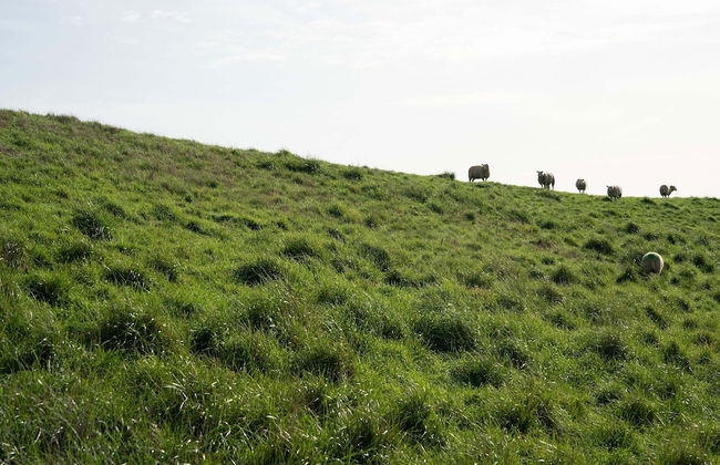 Chalet in Renesse Near Sandy Beaches - Foto 40