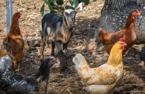 Banana Garden Suites - Foto 6