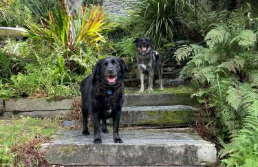 Poets Cottage Eglwys Fach - Foto 47