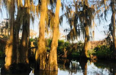 StargazerCaddo Lake Cabin with Kayaks - Foto 28