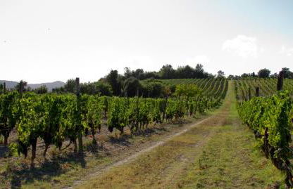 Fattoria Fibbiano - Foto 133