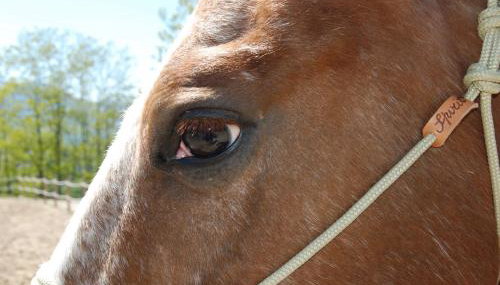 Agriturismo SPA Serpanera - Photo 4