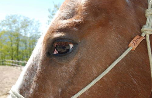 Agriturismo SPA Serpanera - Photo 7