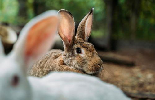 Agriturismo Ca du Chittu - Foto 34