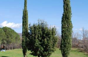 Country House Montecchio - Foto 16