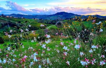 Residenza Salvia CASA GUARNONE - Photo 33