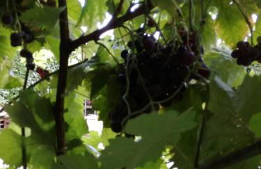 O Ze Ja Dormiu Aqui - Foto 44