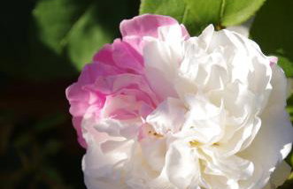 The Georgian Coach House:New Forest with hot tub - Foto 46