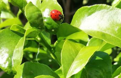 Casa Cleotti - Foto 8