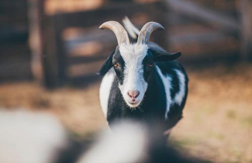 Agroturystyka Nad Łąkami - Foto 25