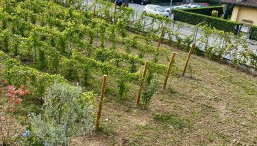 Sole e Luna nella Vigna - Foto 3