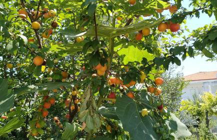 Summer House 150m from the beach for 5 persons. - Foto 35