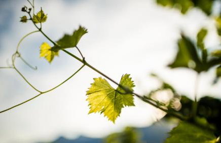 Schmitte am Sonnenwirtsplatz Eppan in South Tyrol, perfect starting point for bike and hike - Foto 17