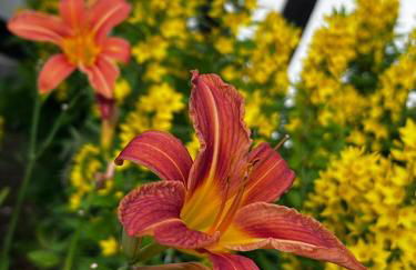 Forest Guest House - Foto 8