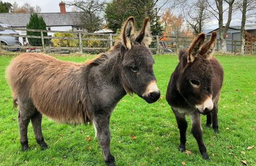 The Granary - Wild Swimming, Sauna, Peace & Quiet, Nr Bala - Photo 26