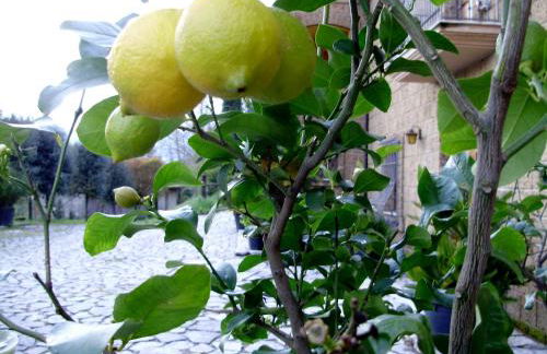 Tenuta Montelaura - Foto 50