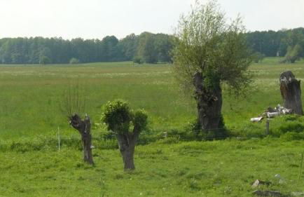 Hollerhof - Urwüchsiges Paradies - Kreativurlaub - Foto 35