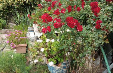 Dora's House - Photo 36