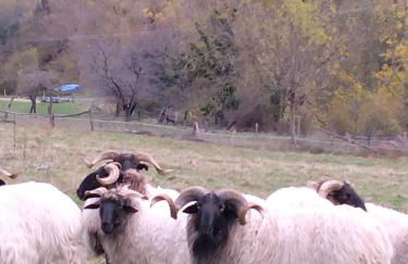 Casa Rural el Enebral en Potes Picos de Euopa - Foto 29