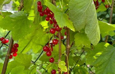 Leszczynowa Górka -Mazurskie Siedlisko w Silcu - Foto 8