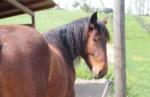 Le Dame Country House, Marche - Foto 9