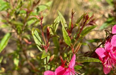 L’Oustau de Célia - Foto 9