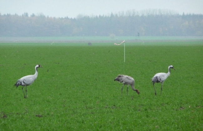 Studio House on Hof Jumne - Foto 12