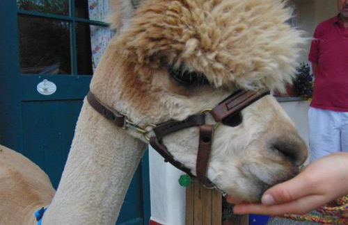 Alpakahof Wechs - Foto 22