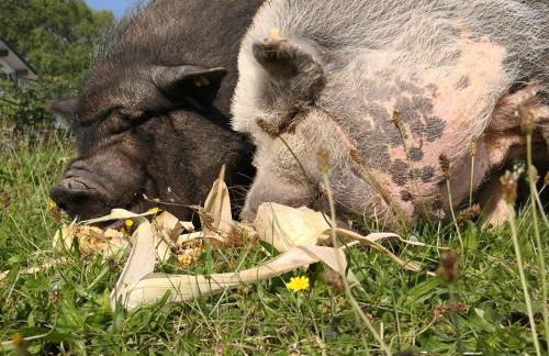 Kleine einzigartige Ferienwohnung auf dem Bauernhof, direkt in der Natur mit Blick auf Schloss Braunfels - Foto 39