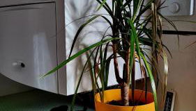 Apartement *Harzblick* - Photo 5