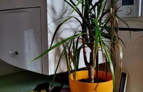 Apartement *Harzblick* - Photo 5