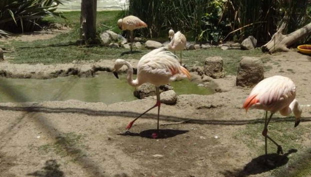Flamencos en el parque Agroflori