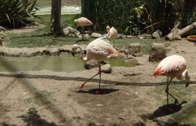 Excursión a Agroflori y Villa Albina - Foto 4