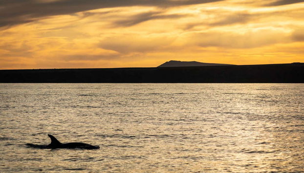 Dolphin watching in Lanzarote at sunset