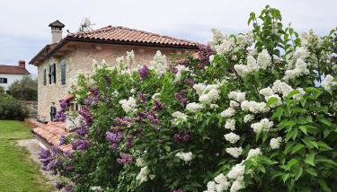 Villa Vicenca - Foto 4, Garden, Garden view