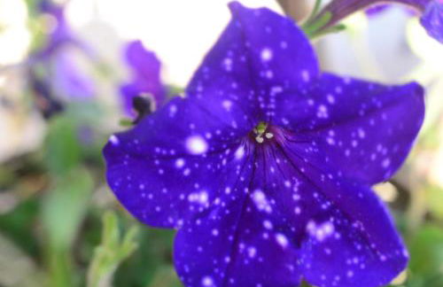 Mythos Holidays & Events - Photo 38