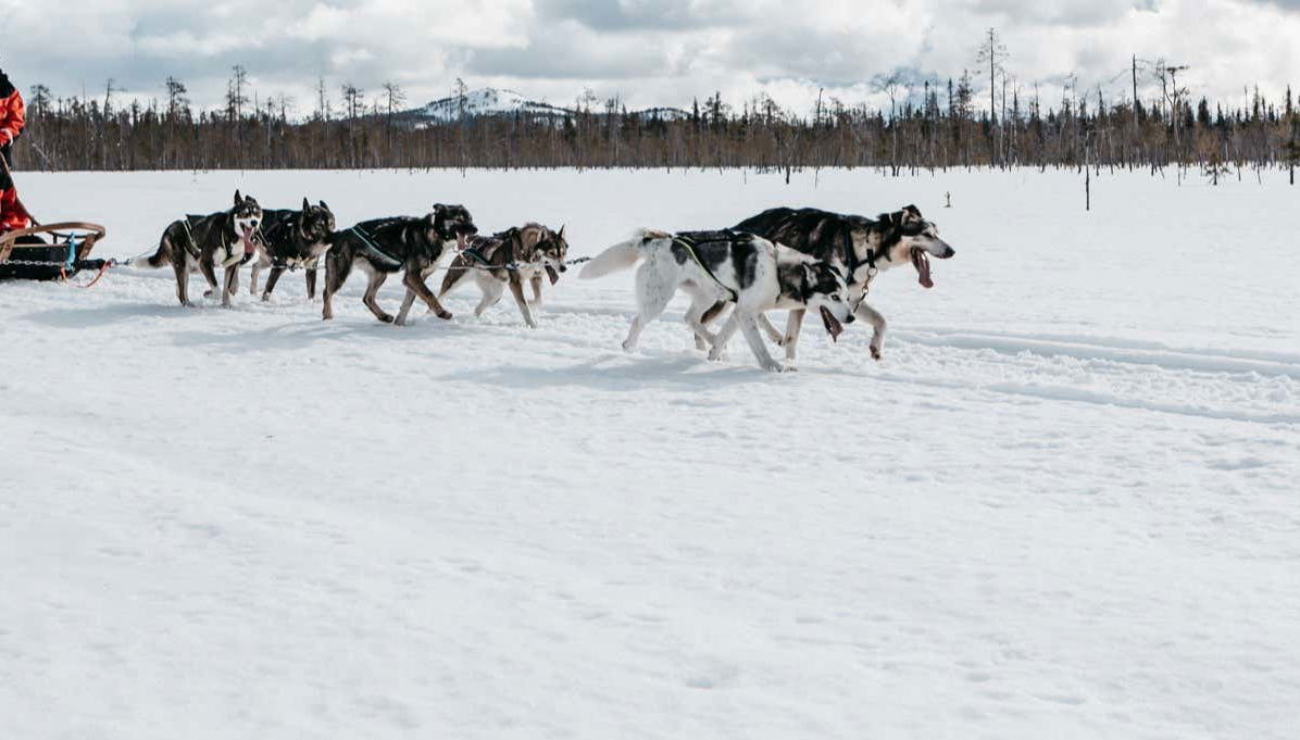 Husky Sleigh Ride
