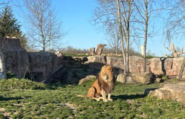 Les oiseaux du paradis - Foto 18