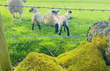 Honeybee Lodge - Foto 6