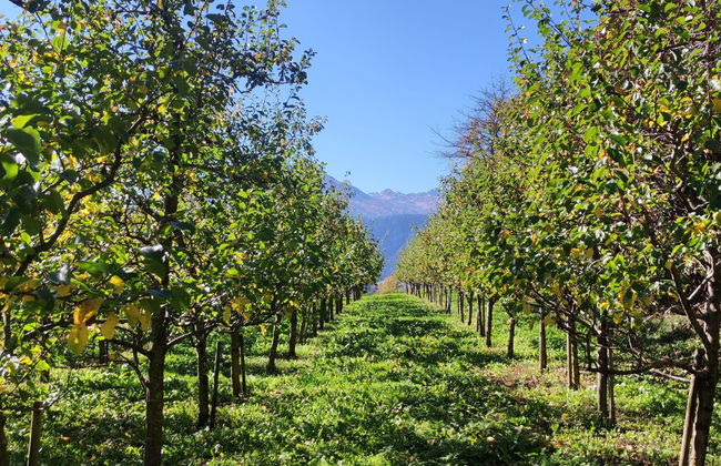 Apart Dawin - Foto 32