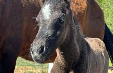 Domek Na Łące - Foto 34