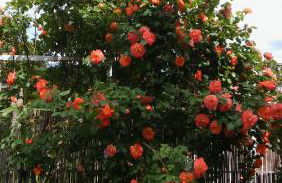 Torre del Drago - Foto 14